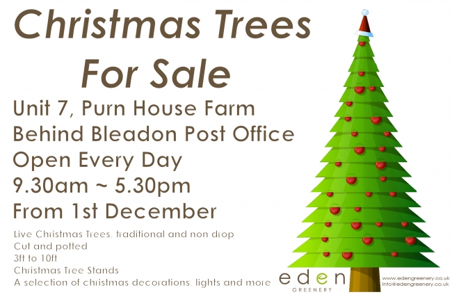 Christmas Trees For Sale by Eden GREENERY