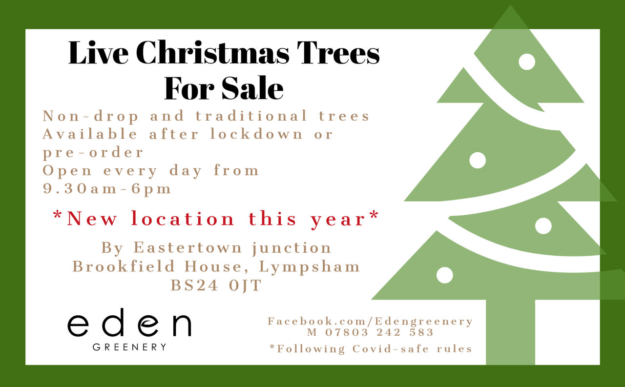Christmas Trees at Eden Greenery from Dec. 1st