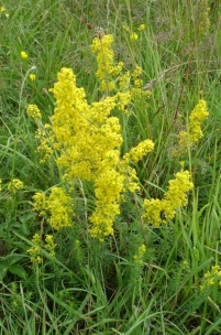 Lady's Bedstraw on Hellenge Hill