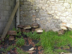 Un-loved Toadstools