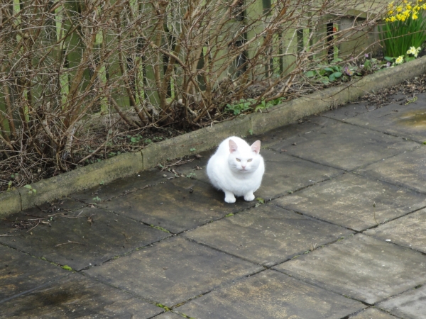 White Tom Cat