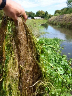 Floating Pennywort root