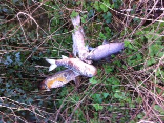Dead Koi